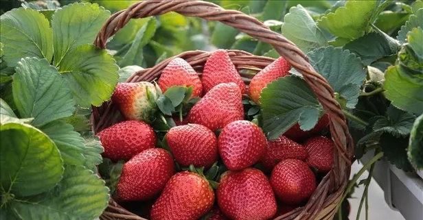 Uzmanı pankreas kanserinden korunmanın yollarını açıkladı!