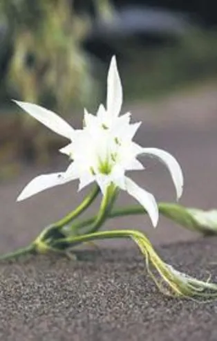 Kum zambağı koparmanın cezası 74 bin TL