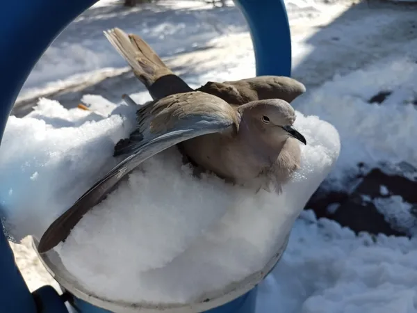 insanligin-dondugu-fotograf-kumru-dondurucu-sogukta-telef-oldu-1643020111839.jpg İnsanlığın donduğu fotoğraf! Kumru dondurucu soğukta telef oldu-2