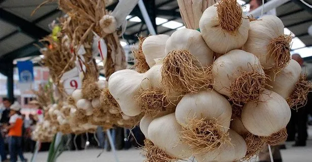 Dis Agrisina Sarimsak Takvim