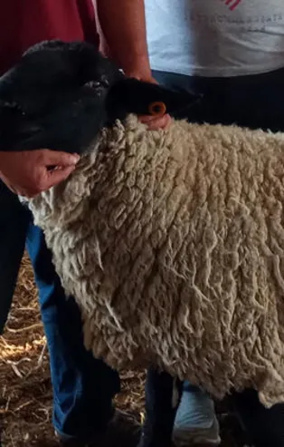 Araba fiyatına koç! 5 bin euroya alıcı buldu