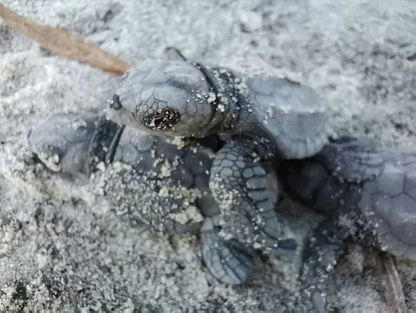 Son dakika: Marmara Denizi'nde ilk kez caretta carettalar görüldü-5