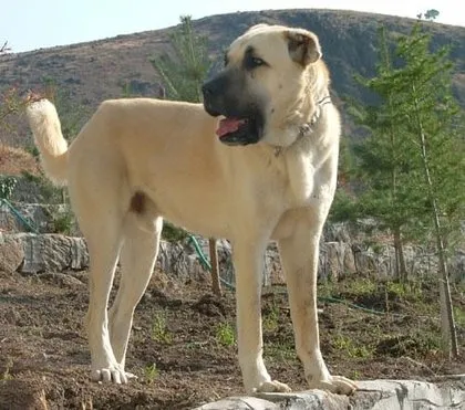 Türkiye’deki köpek ırkları ve özellikleri