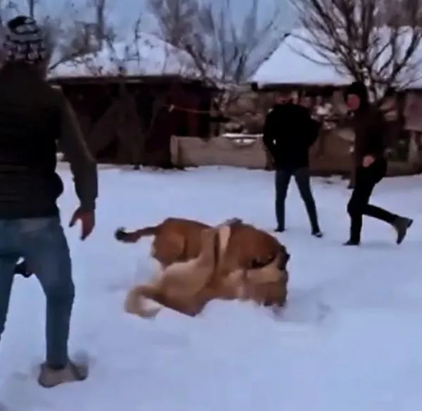 surmenede-kopek-dovusturen-sahis-gozaltina-alindi-1650980926647.jpg Sürmene'de köpek dövüştüren şahıs gözaltına alındı-3