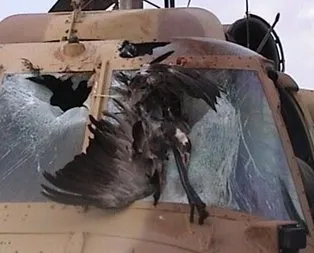 Avrupa’nın utancı kaz odası!