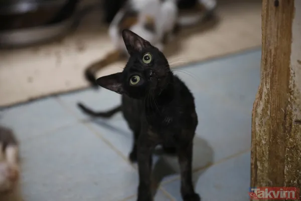 Büyükada'da salgın! 4 ayda 700 kedi Feline Enfeksiyoz Peritonit (FIP) hastalığından öldü! Hayvanseverler CHP'li belediyeyi kayıt tutmadığı için suçladı - 20