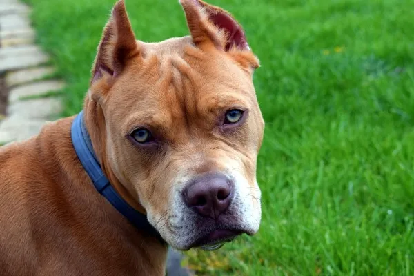 pitbullun-burnunu-kopardigi-vatandas-kopek-degil-sahibi-suclu-1640949861140.jpg Pitbullun burnunu kopardığı vatandaş: “Köpek değil sahibi suçlu”-4