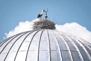 Cami kubbesinden leylek kurtarma