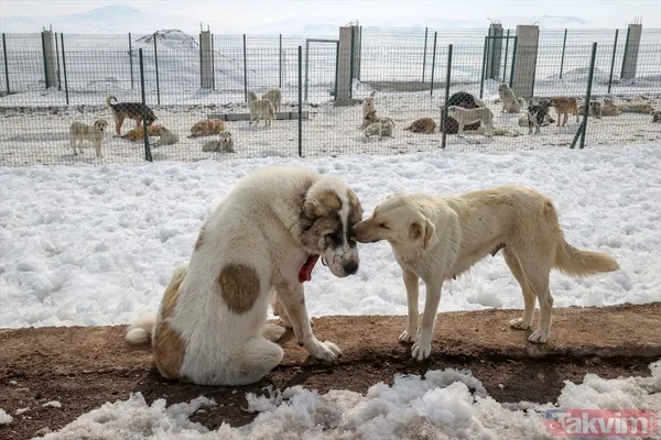SON DAKİKA: PKK'yı HDP'yi rahatsız eden fotoğraf! Yüksekova'nın eski halinden eser yok - 20