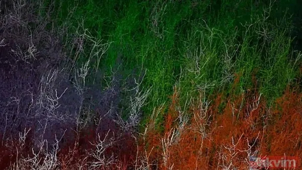 10 milyon nöron 26 milyar bağlantı! İşte dijital beynin ilk görüntüsü... - 7