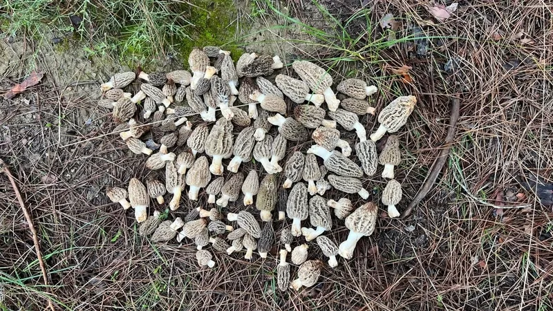 altin-degerinde-mantar-antalyada-kuzugobegi-2-bin-tlye-satiliyor-1774685481903.jpg Altın değerinde mantar: Antalya’da kuzugöbeği 2 bin TL’ye satılıyor-3