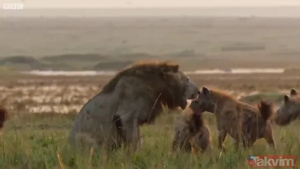 Cesur aslan onlarca sırtlanın arasında girdi! Vahşi doğada şoke eden kare! Sonrasında ise kaçınılmaz ölüm - 27