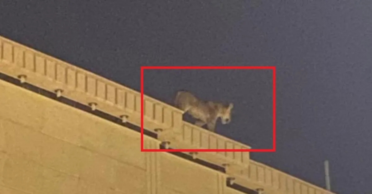 Suudi Arabistan'da evin çatısında dolaşan aslan paniğe neden oldu! İşte o anlar...