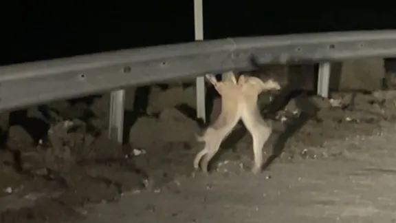 Gökçeada'da kavga eden tavşanlar kamerada! Sevimli görüntüler viral oldu