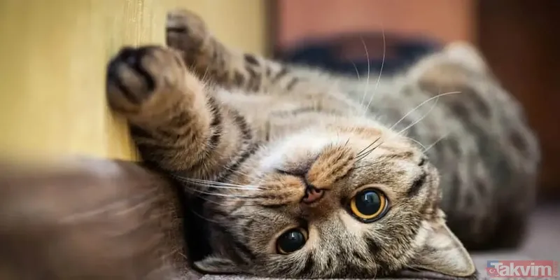 Rüyada eve kedi girmesinin anlamı ve yorumu nedir? Rüyada kedinin