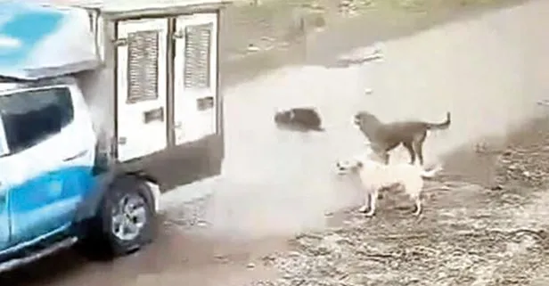 Pendik Belediyesi'nin ezdiği köpeği İBB ölüme terk etti!