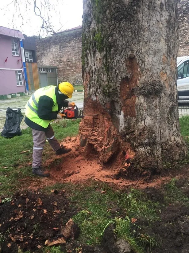 ibb-tarihi-cinarlari-keserken-bursa-buyuksehir-belediyesinin-433-yillik-cinarlarin-bakimini-surduruyor-1647529281608.jpeg İBB tarihi çınarları keserken, Bursa Büyükşehir Belediyesi 433 yıllık çınarların bakımını sürdürüyor!-4