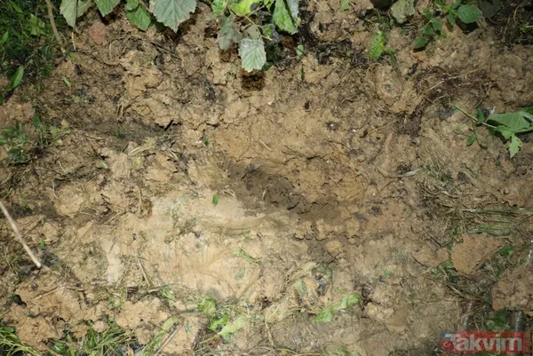 SON DAKİKA: Ordu'da kan donduran olay: Fındık bahçesine gömülü yeni doğmuş bebek cesedi bulundu! 2 kız kardeş gözaltında - 8