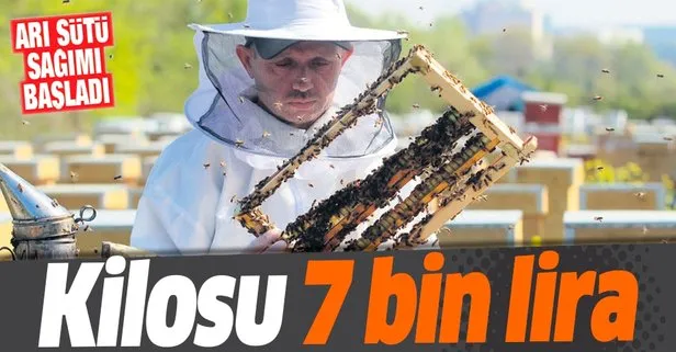 Ari Sutu Sagimi Basladi Kilosu 7 Bin Tl Takvim