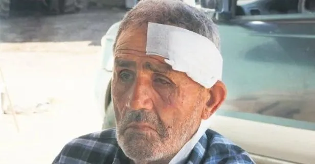 Kocaeli ve Adana’da başıboş köpek dehşeti!