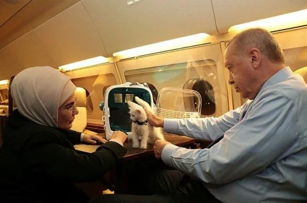 Başkan Erdoğan talimatı verdi "Hayvanları Koruma Yasa Teklifi" TBMM'ye sunuldu! İşkenceye af yok