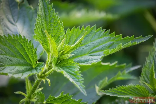 İbrahim Saraçoğlu’ndan makat çatlağını geçiren mucizevi kür - 4