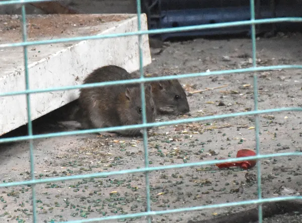 sivasta-is-haninin-icindeki-kullanilmayan-dukkani-fareler-basti-esnaf-isyan-etti-1652091814076.jpg Sivas'ta iş hanının içindeki kullanılmayan dükkanı fareler bastı! Esnaf isyan etti-7