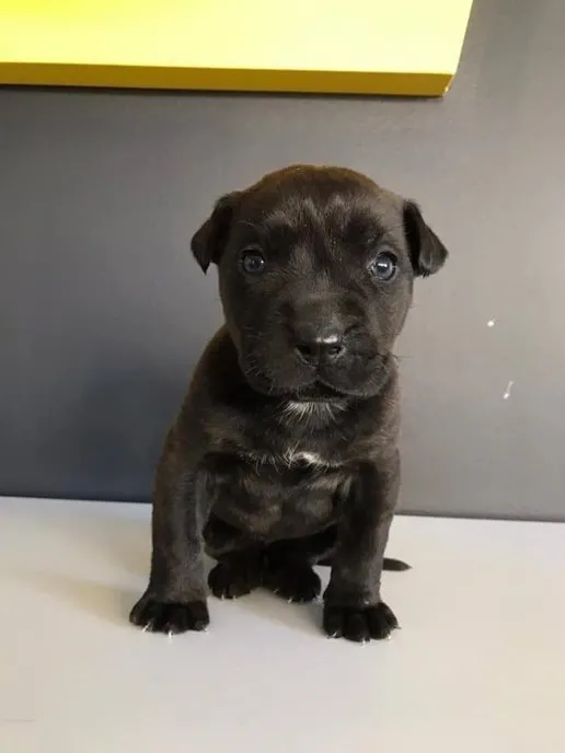 İnfial yarattı! 3 aylık Dora köpeği kim katletti? Dora köpek katili