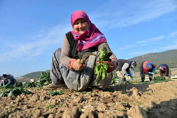 osmanelide-kis-sebzesi-hasadi-gunluk-300-isciye-ekmek-kapisi-oluyor-1609077850550.jpg