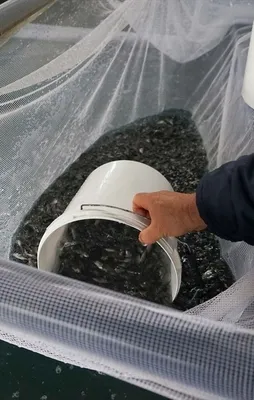 Turkish Cargo, 1,5 milyon canlı çipurayı Umman'a taşıdı