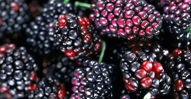 Kabızlığa karadut suyu
