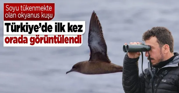 Soyu azalan ve okyanuslarda yaşayan kül rengi yelkovan kuşu Türkiye’de ilk kez görüldü