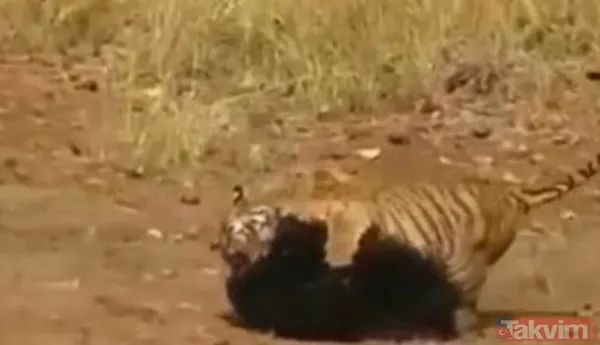 Kaplan akşam yemeği için ayıyı seçti fakat... Vahşi doğada Kaplan ile ayının şoke eden kavgası kapışması! - 4