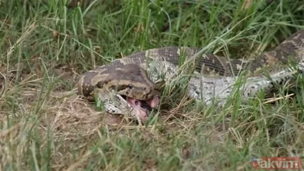 Kaplan akşam yemeği için ayıyı seçti fakat... Vahşi doğada Kaplan ile ayının şoke eden kavgası kapışması! - 33