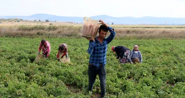 Kilosu 80 kuruştan 4 liraya kadar çıktı! Çanakkale domatesi son turfanda hasadında üreticisini sevindirdi