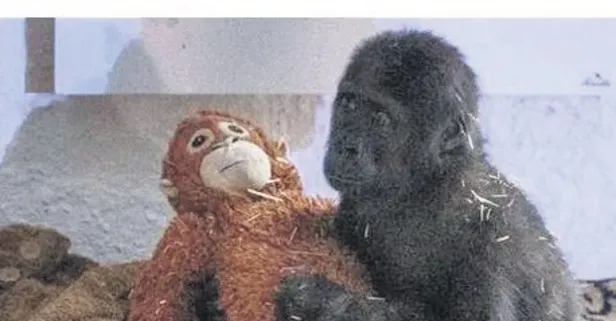 Zeytin bizimle kalıyor