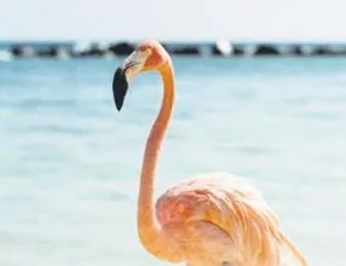 Satılık flamingo