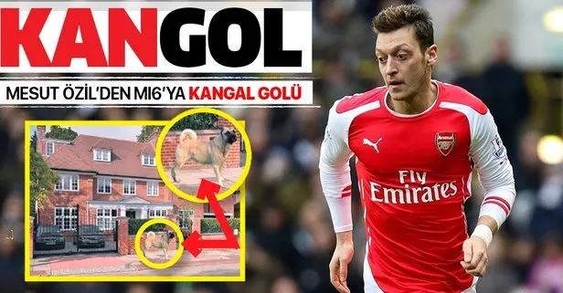Mesut Özil evini kangal köpekleriyle koruyor