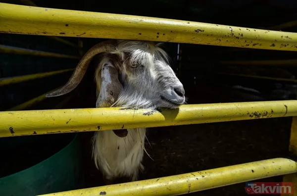 Kurban nasıl kesilir? Kurban için vekalet nasıl verilir? Kurban ibadetinde nelere dikkat edilmeli? Diyanet kurbanda dikkat edilmesi gerekenleri açıkladı - 1