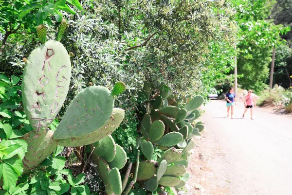 kafaya-bak-asklari-olumsuz-olsun-diye-antalya-olimpos-antik-kentinde-opuntia-turu-kaktuslere-isimlerini-yazip-1651906817627.jpg Kafaya bak! Aşkları ölümsüz olsun diye Antalya Olimpos Antik Kenti'nde Opuntia türü kaktüslere isimlerini yazıp şekil çizdiler-6