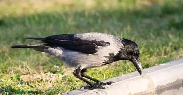 İstanbul’da esrarengiz olay! Karga kesik parmakları bırakıp uçtu: Polis ekipleri cinayet soruşturması başlattı