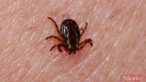 🧷 Kene Nasıl Çıkarılır? Eğer Vücudunuza Kene Yapıştıysa Şu Adımları Takip Edin: Temiz Bir Cımbızla Kenenin Başına Yakın Yerden Sıkıca Tutun. Cildi Ezmeden, Düz...