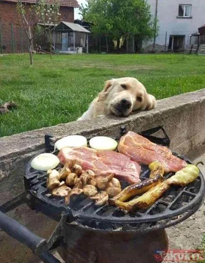 Köpeklerin yemeklerle olan imtihanları
