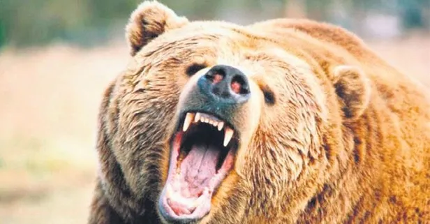 İstanbul’da boz ayı paniği!