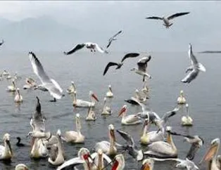 Kuş Çeşitleri