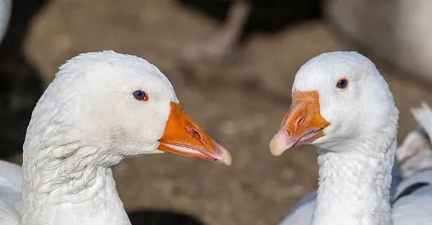 Kars’ta kaz fiyatları altınla yarışıyor!