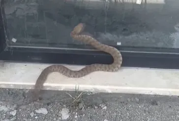 Türkiye’nin en zehirlilerinden! 2 metrelik koca engerek yılanı o ilimizde ortaya çıktı