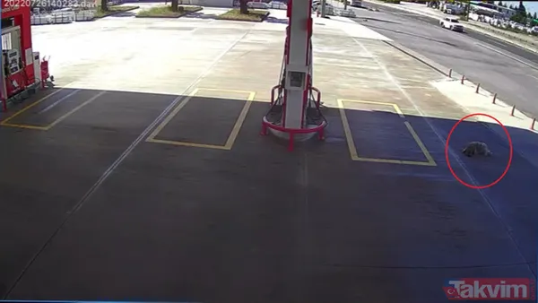 Kan donduran görüntüler! Köpeği ezmek için yolunu değiştirdi 2 bin TL para cezasına çarptırıldı - 7