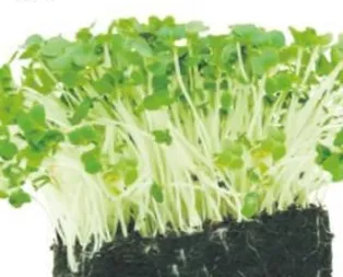 Sağlıklı beyne yeşil ışık yakın