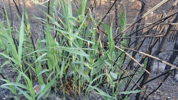 mugla-marmariste-orman-yangini-doga-kendini-yenilemeye-basladi-1629706841569.jpg Muğla Marmaris'te orman yangını! Doğa kendini yenilemeye başladı-7